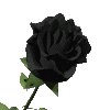black_rose.gif